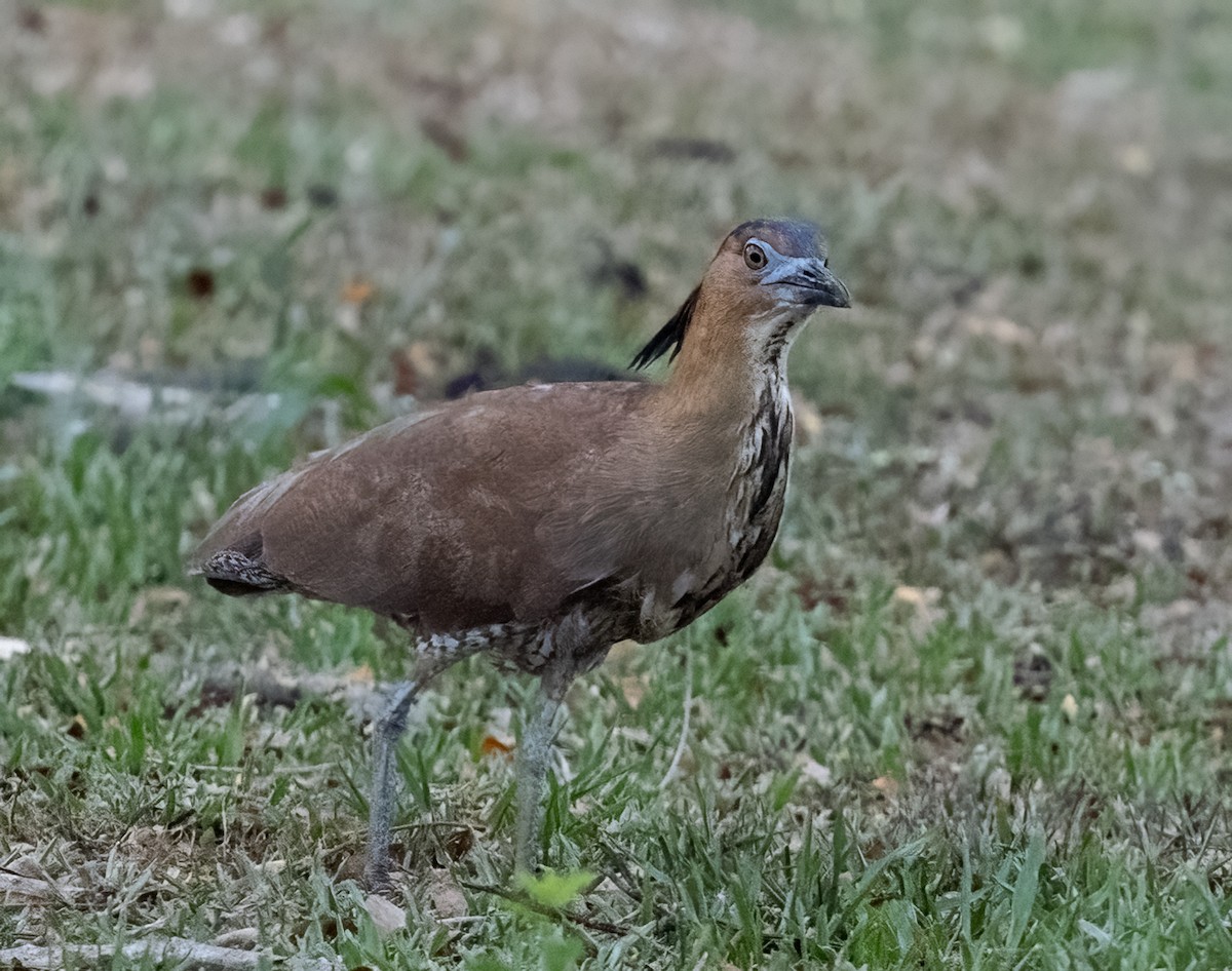 Malayan Night Heron - ML640832719