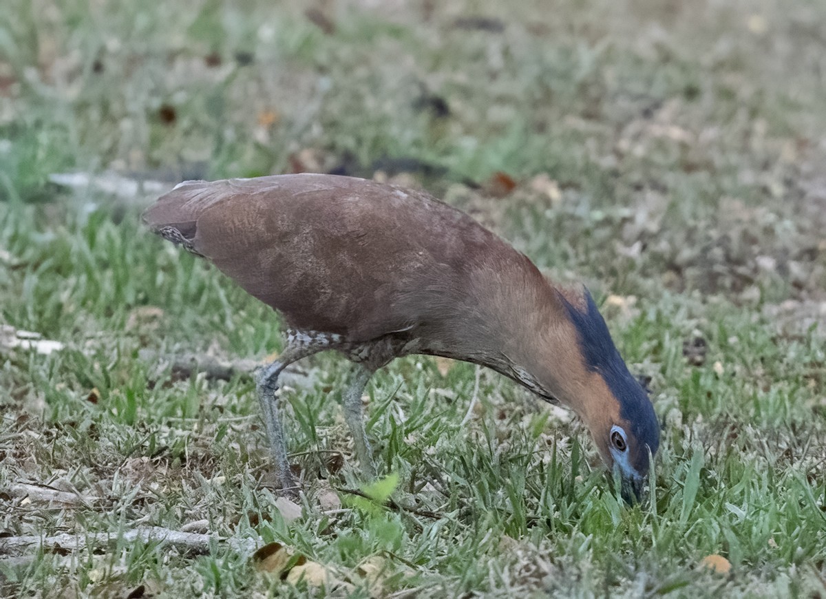 Malayan Night Heron - ML640832720