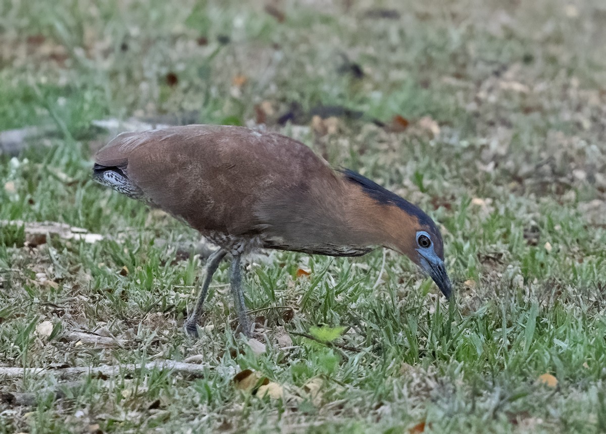 Malayan Night Heron - ML640832721