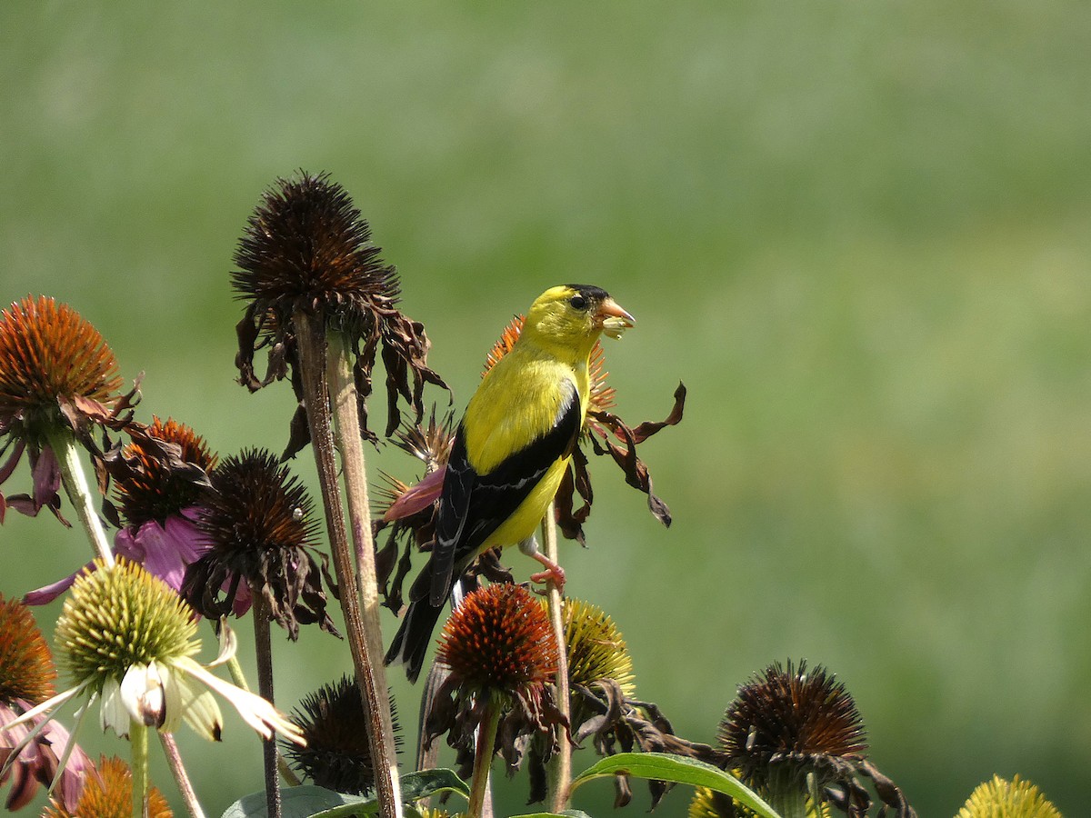 American Goldfinch - ML640832772
