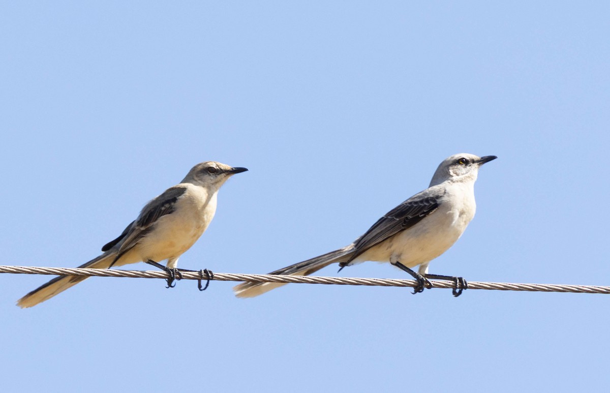 Tropical Mockingbird - ML640832805