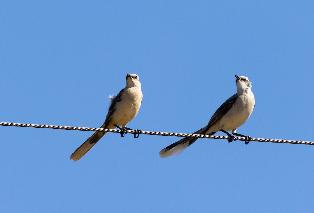Tropical Mockingbird - ML640832806