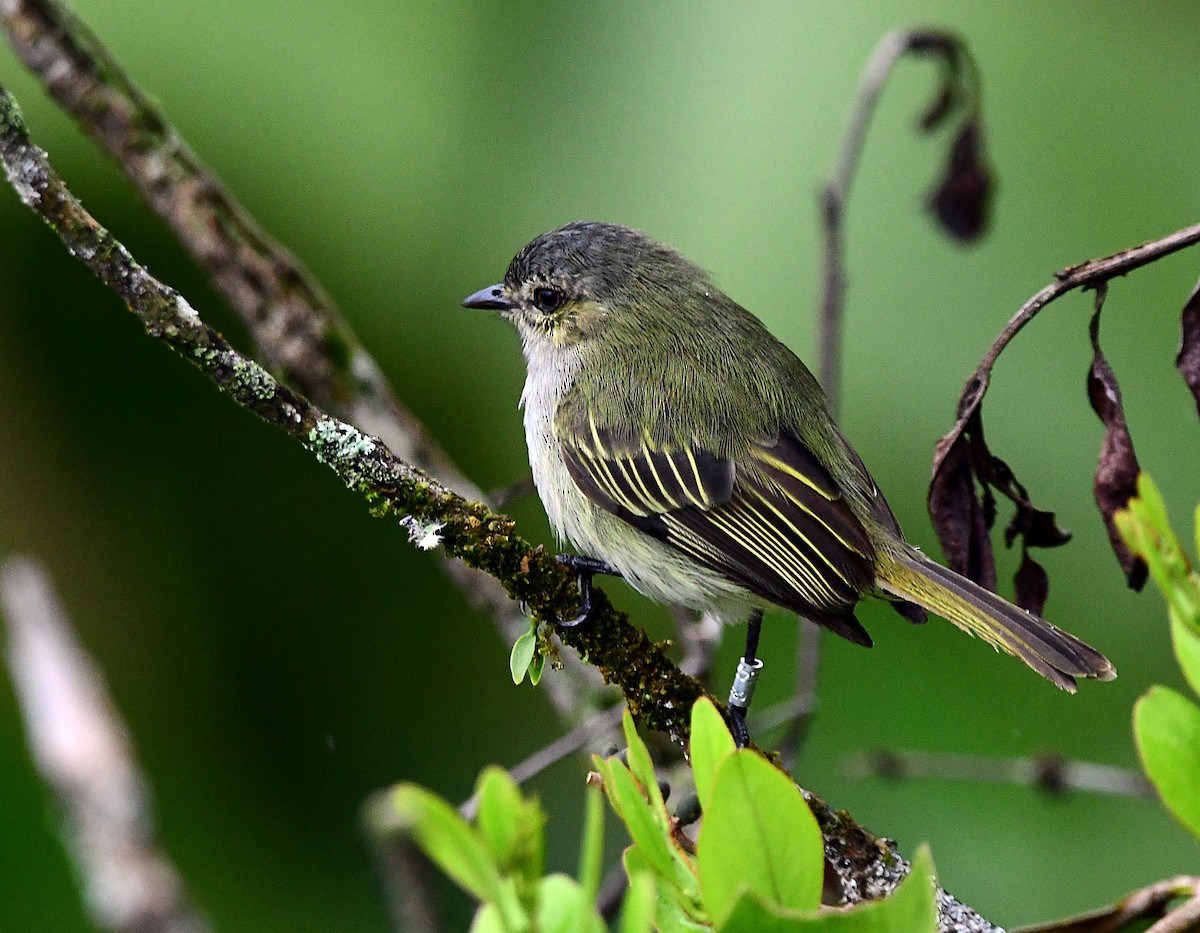 Mistletoe Tyrannulet - ML640832822