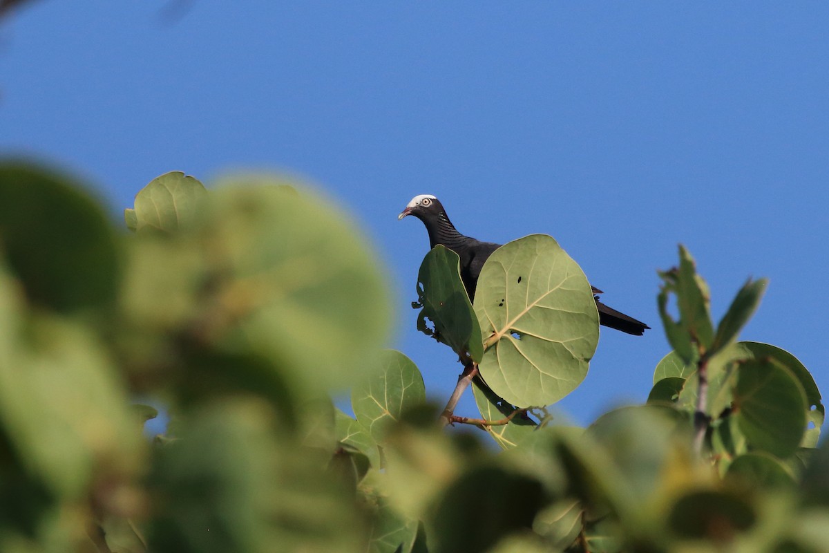 White-crowned Pigeon - ML640832846