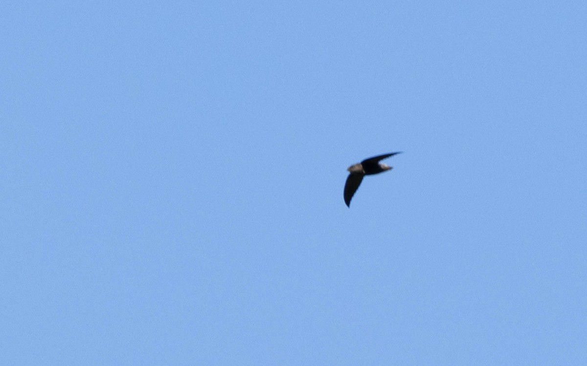 Short-tailed Swift - ML640832861