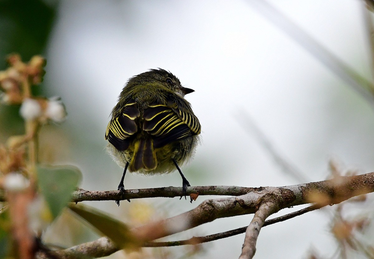 Mistletoe Tyrannulet - ML640832900