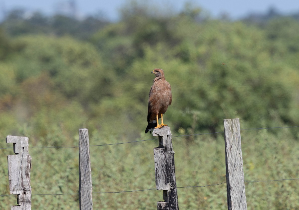 Savanna Hawk - ML640832917