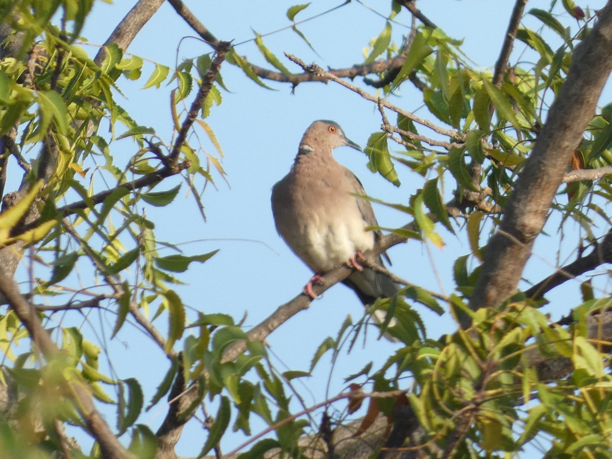 Sunda Collared-Dove - ML640832949