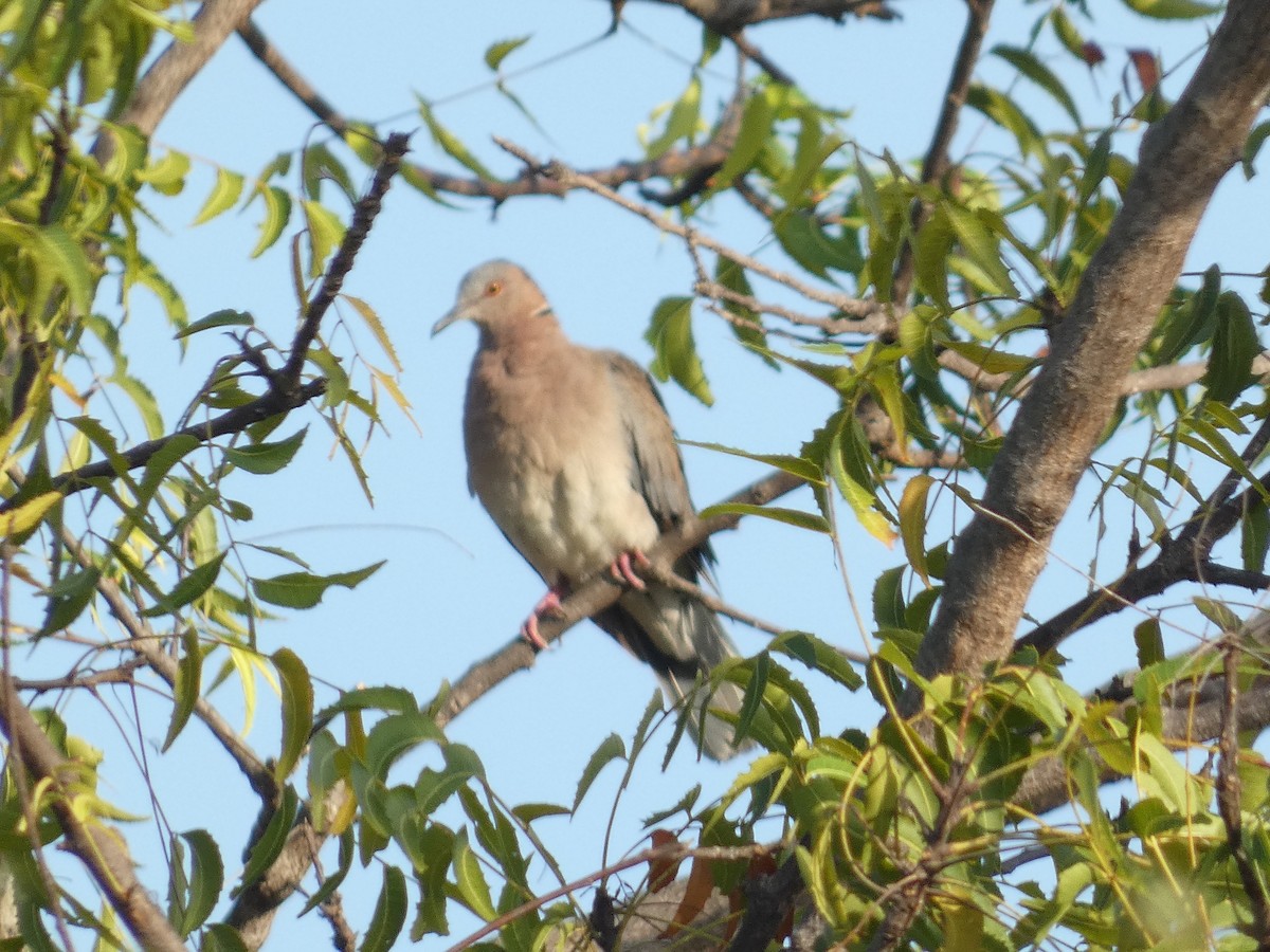 Sunda Collared-Dove - ML640832950