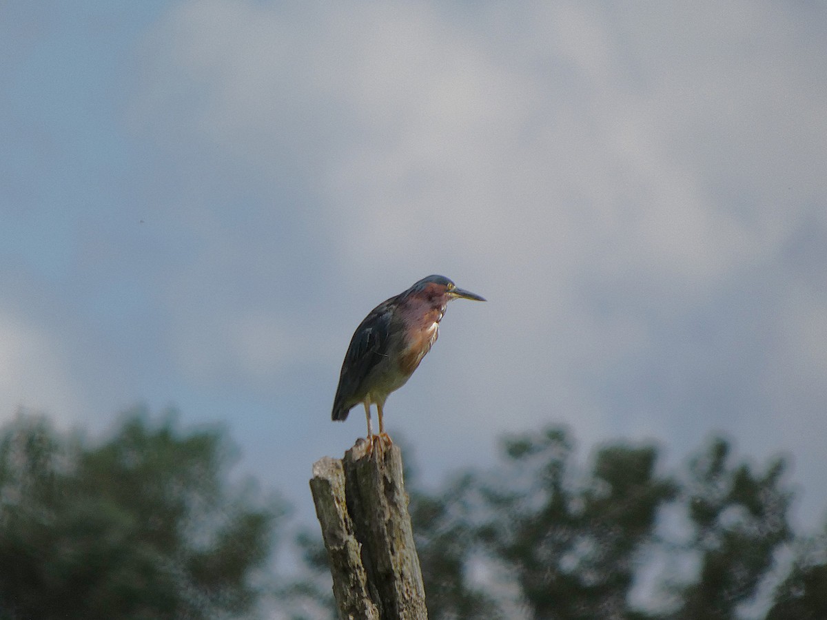 Green Heron - ML640832977