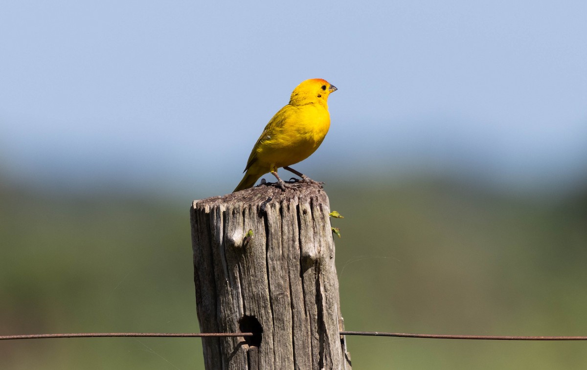 Saffron Finch - ML640833007