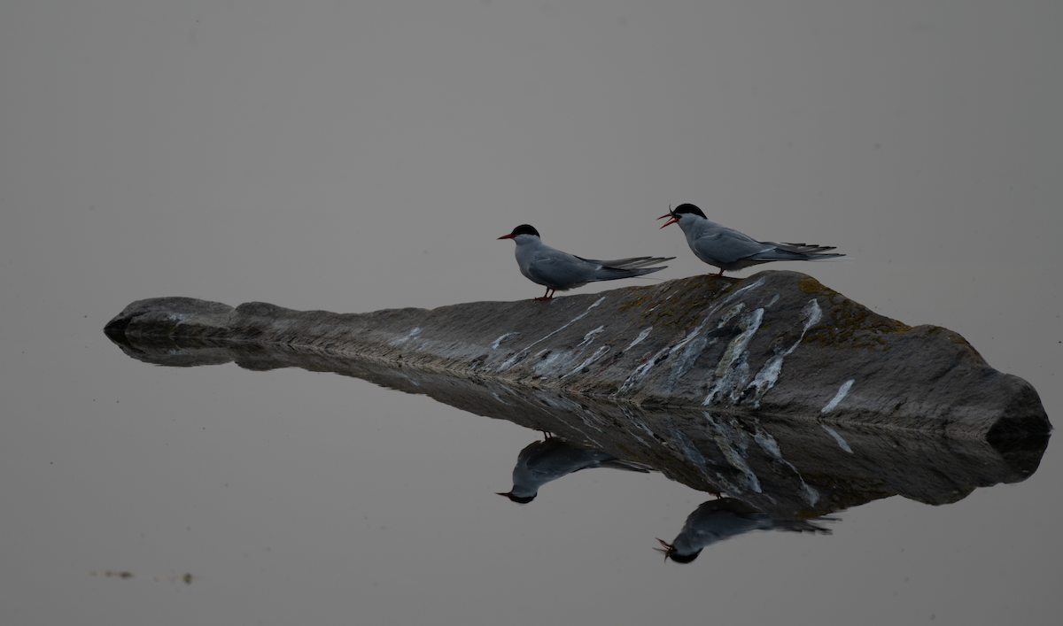 Arctic Tern - ML640833025