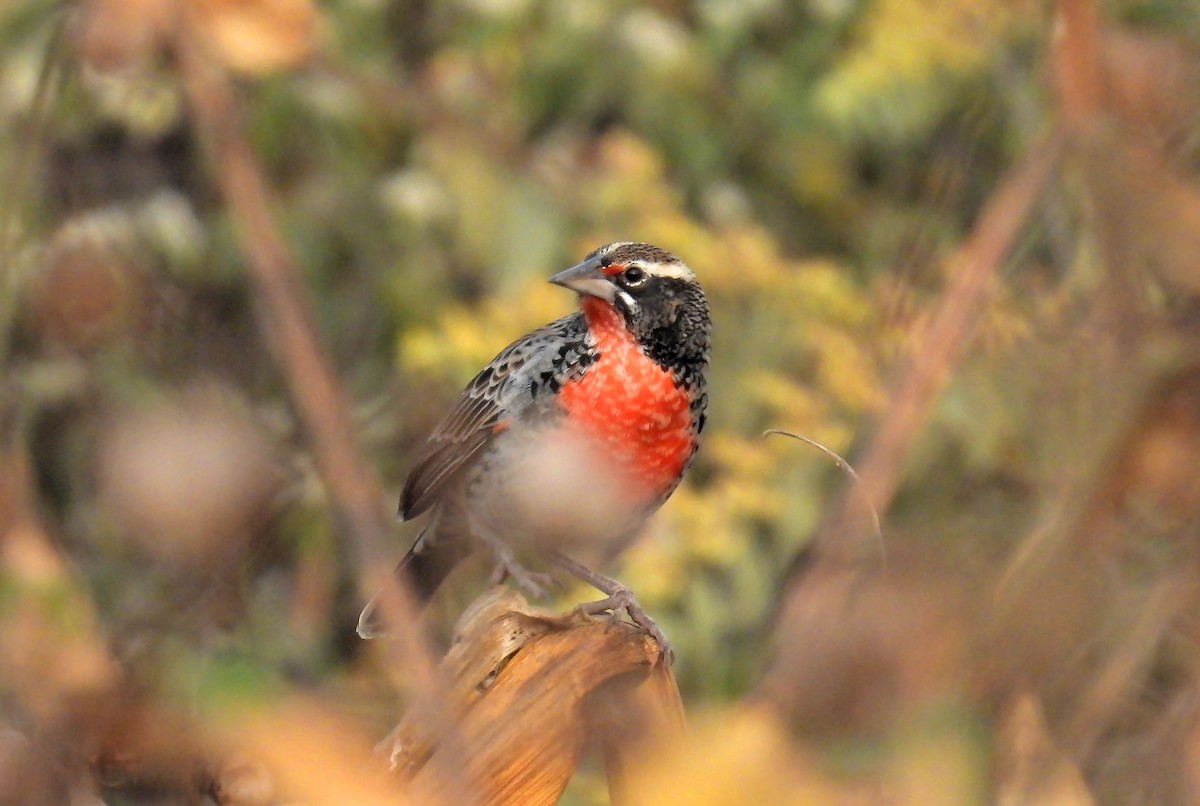 Peruvian Meadowlark - ML640833029