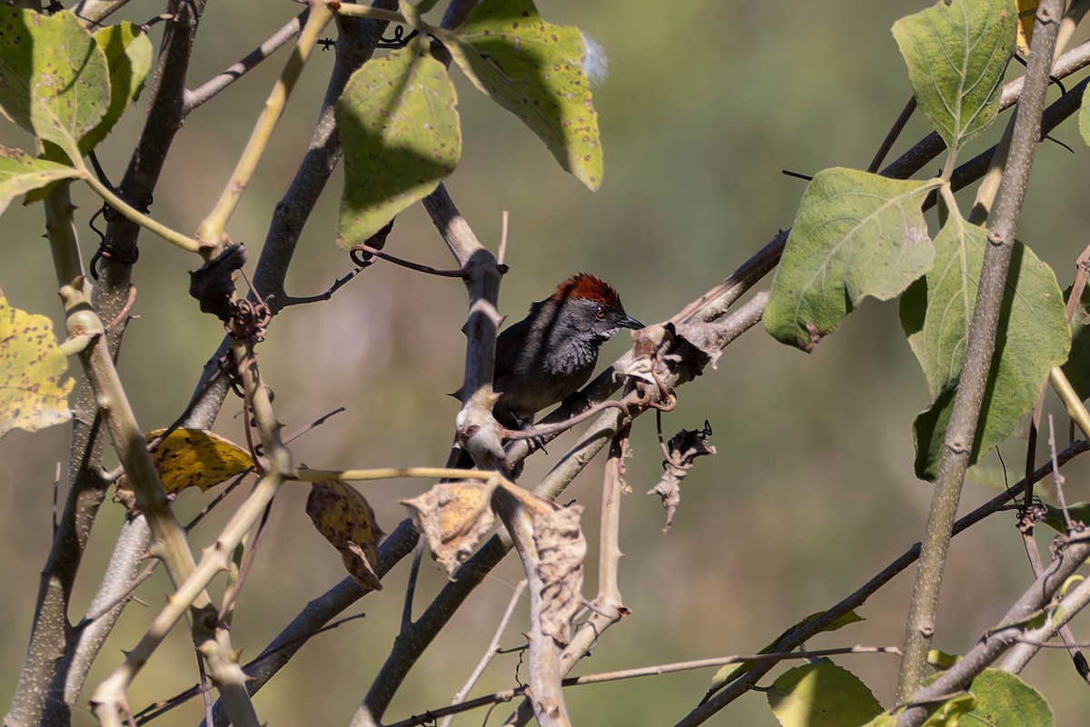 Cinereous-breasted Spinetail - ML640833038