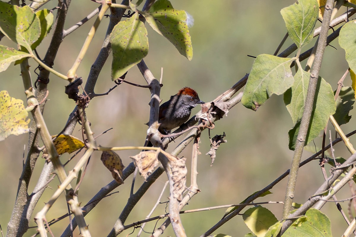Cinereous-breasted Spinetail - ML640833039
