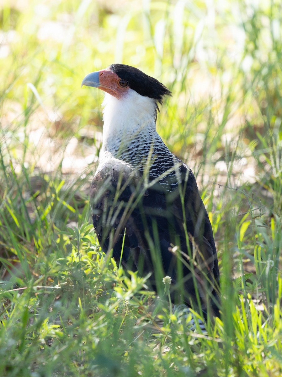 Crested Caracara - ML640833040