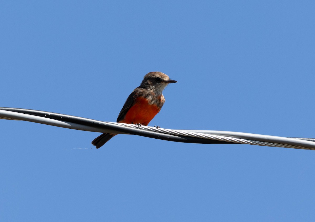 Vermilion Flycatcher - ML640833093