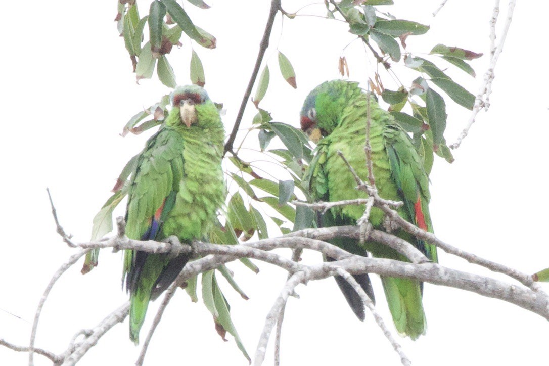 Lilac-crowned Amazon - ML640833096