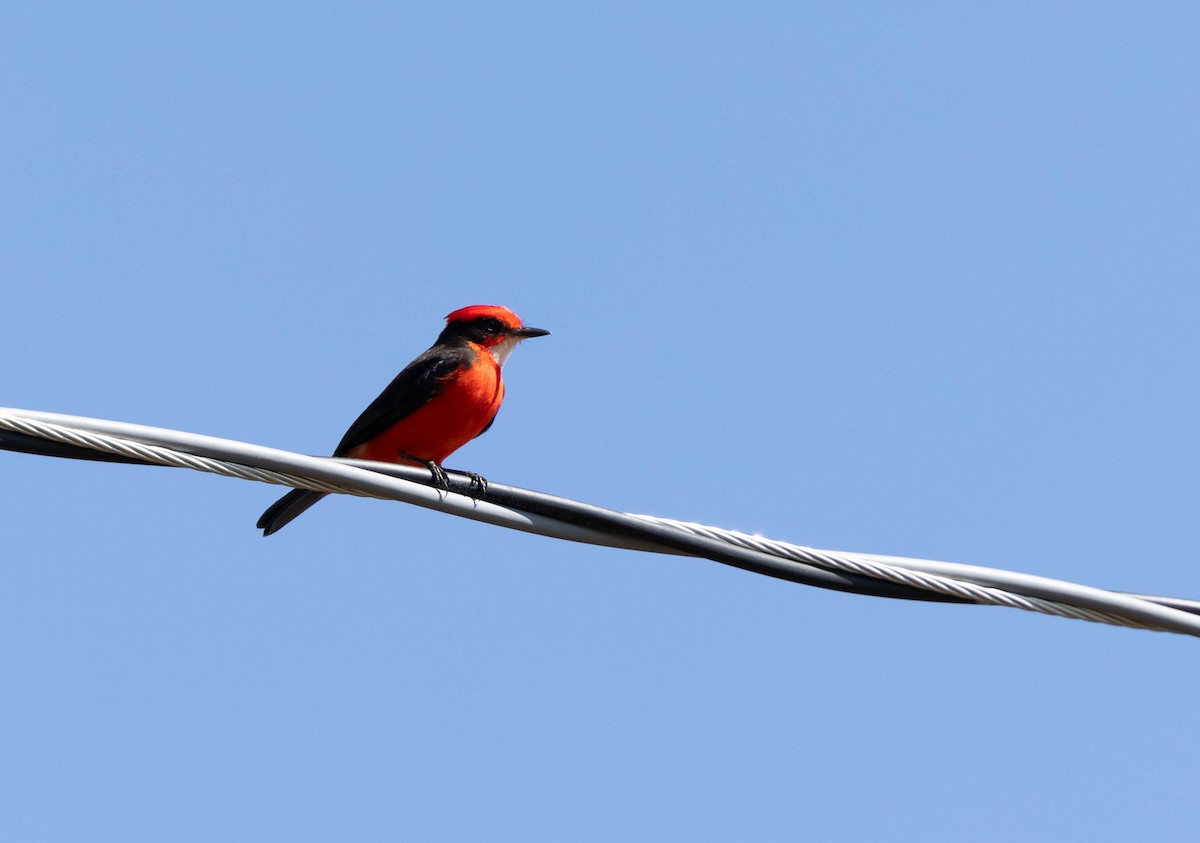 Vermilion Flycatcher - ML640833119