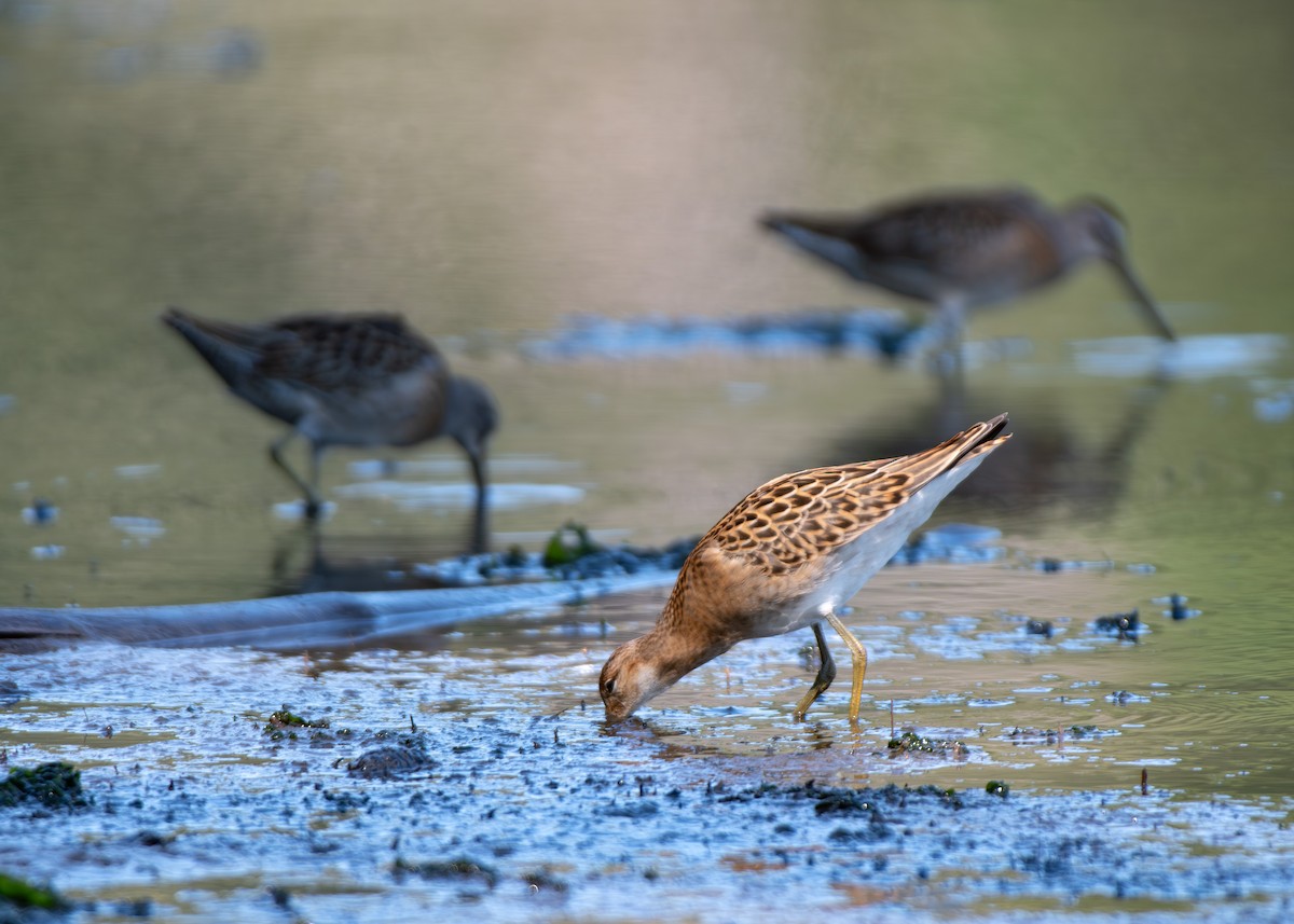 Ноцоо элсэг - ML640833122