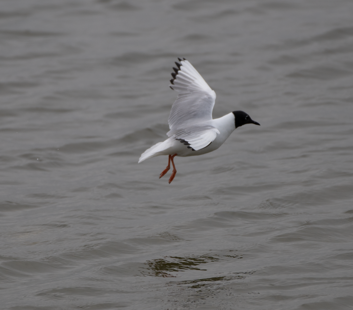 Bonaparte's Gull - ML640833176