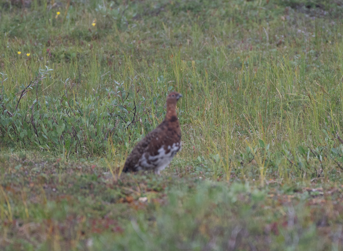 Willow Ptarmigan - ML640833287