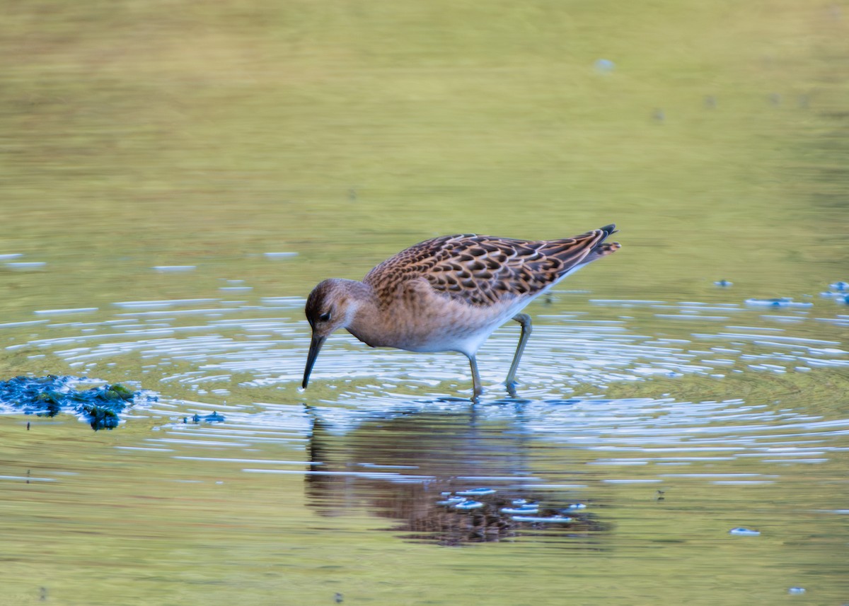 Ноцоо элсэг - ML640833307