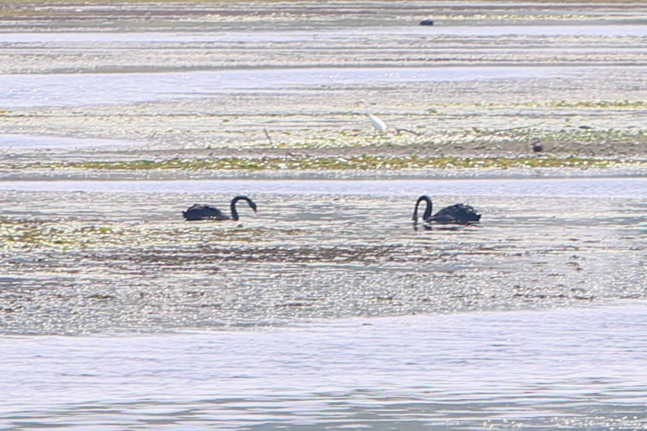 Cygne noir - ML640833416