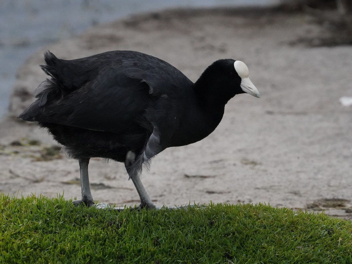 Slate-colored Coot - ML640833442