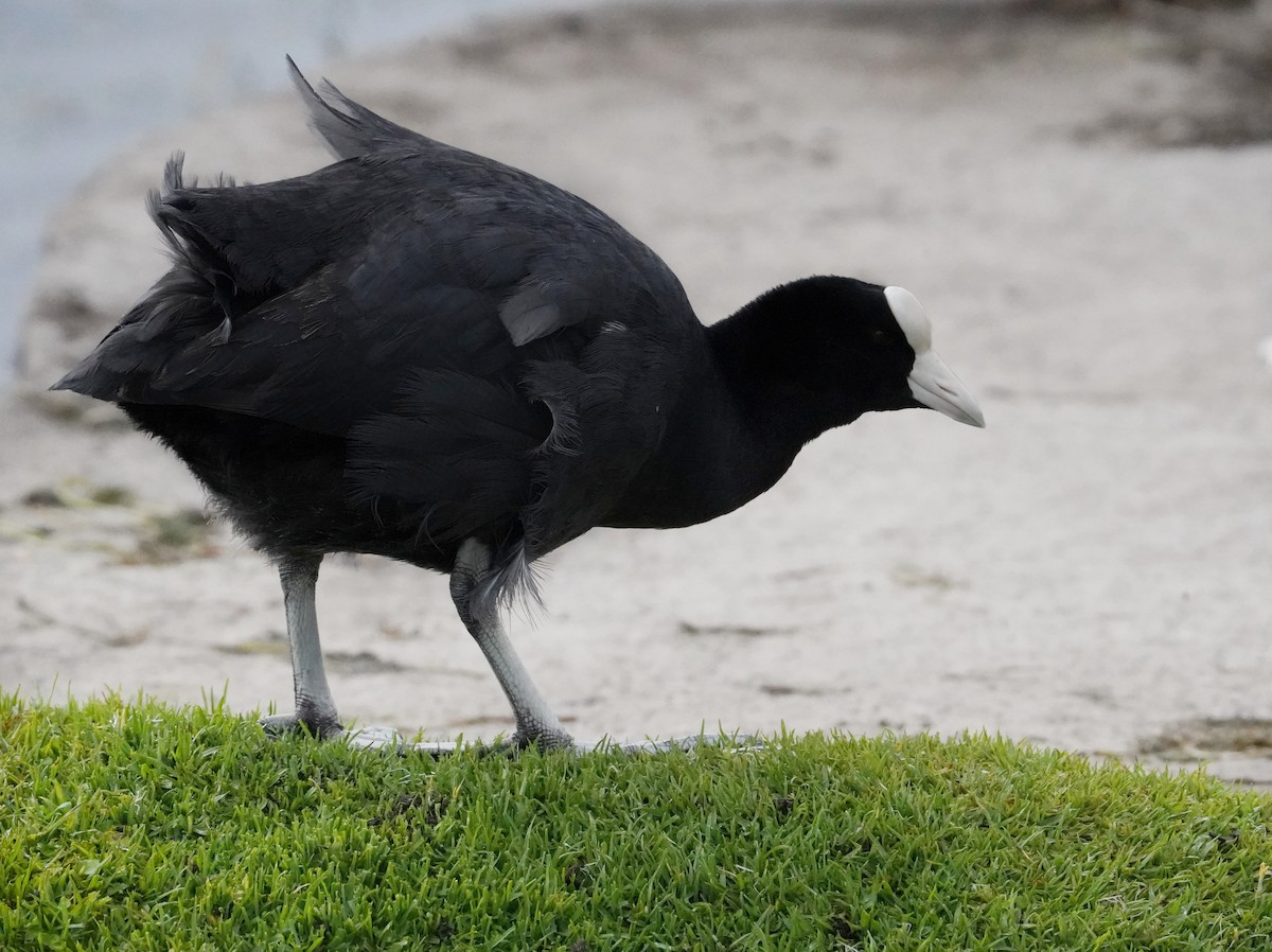 Slate-colored Coot - ML640833443