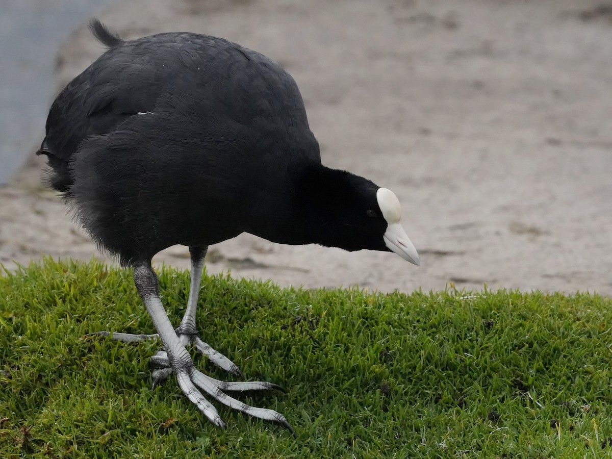 Slate-colored Coot - ML640833445