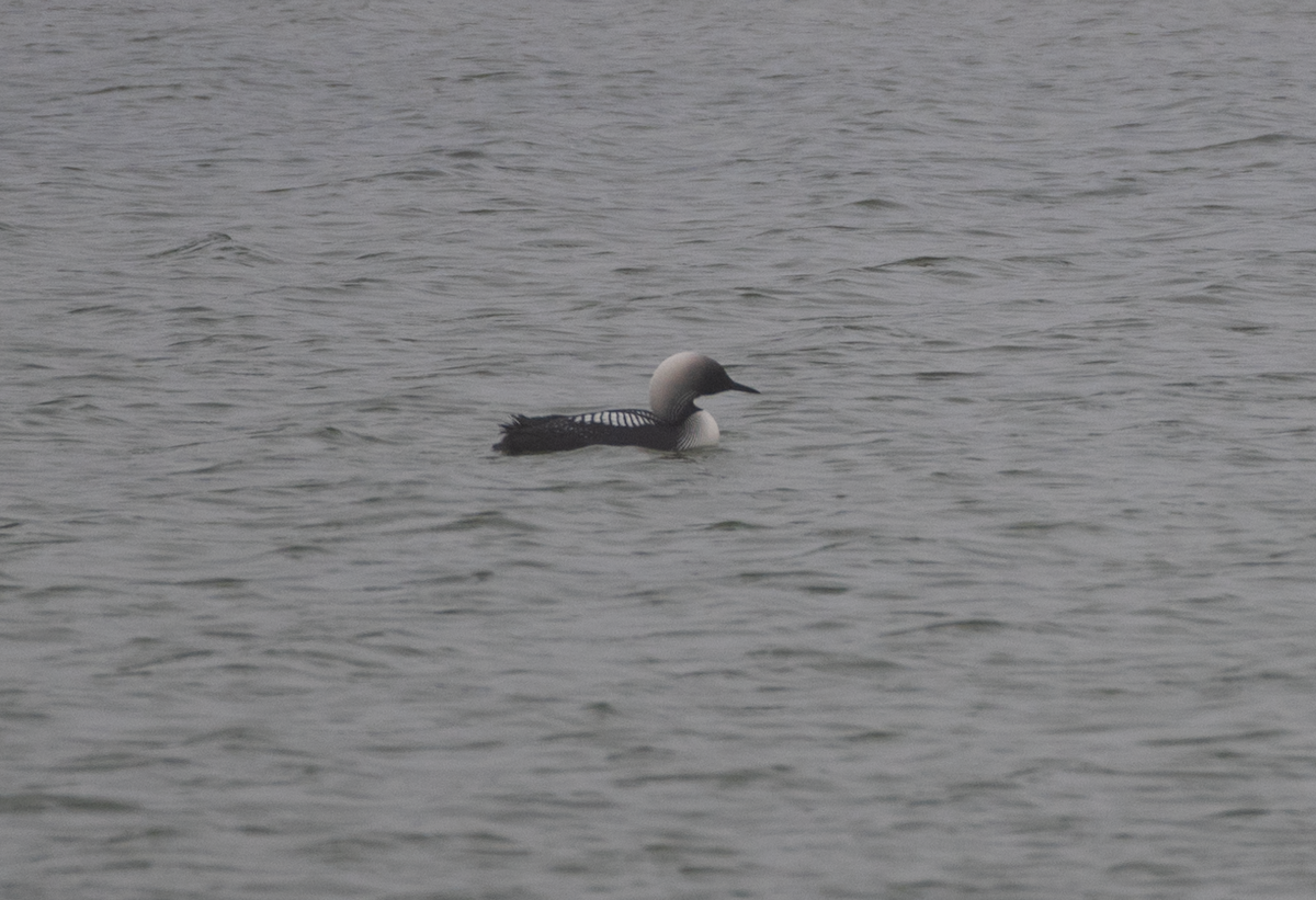Pacific Loon - ML640833465