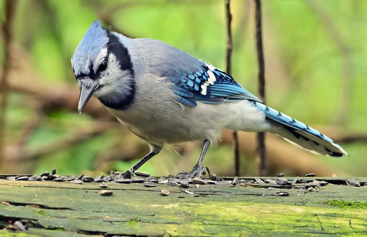Blue Jay - ML640833473