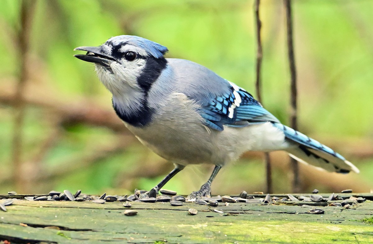 Blue Jay - ML640833476
