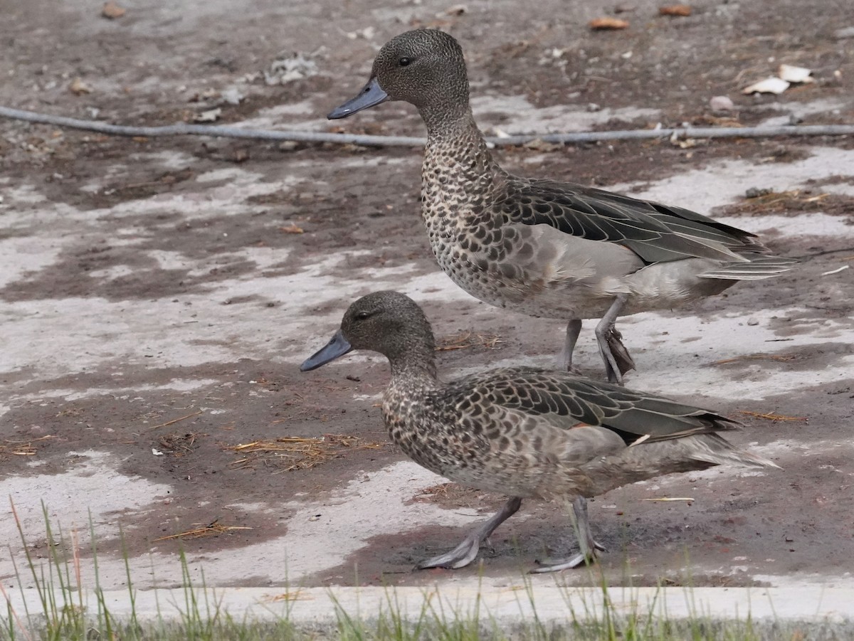 Andean Teal - ML640833513