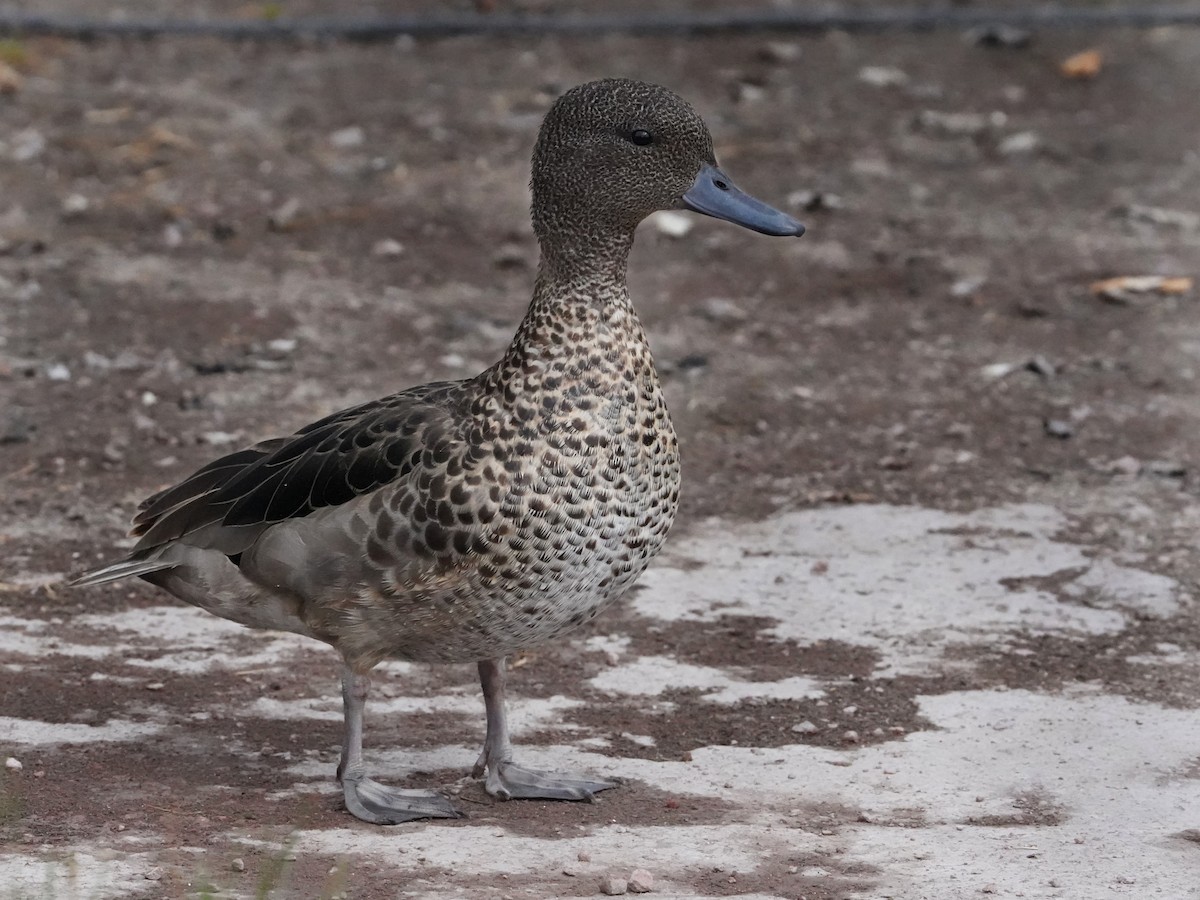 Andean Teal - ML640833514