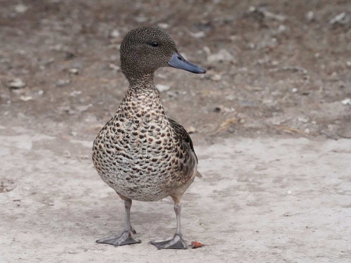 Andean Teal - ML640833515