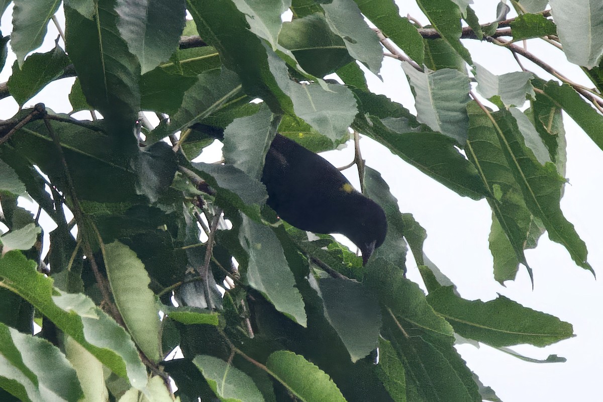 Yellow-mantled Weaver - ML640833580