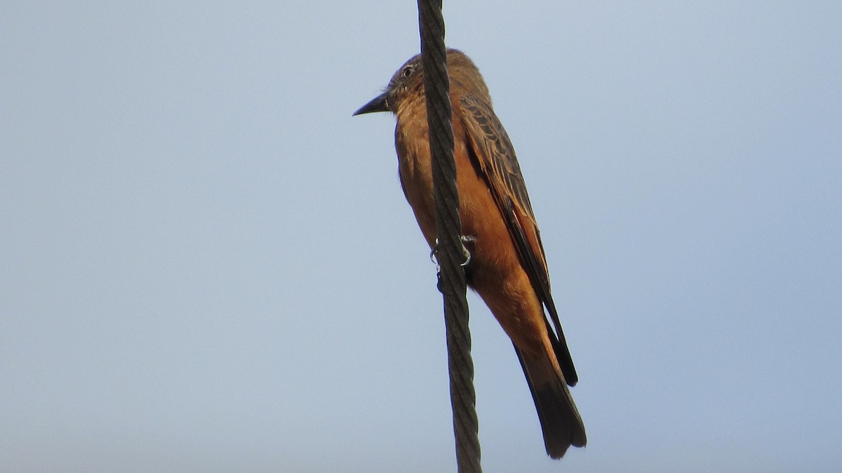 Cliff Flycatcher - ML640833611