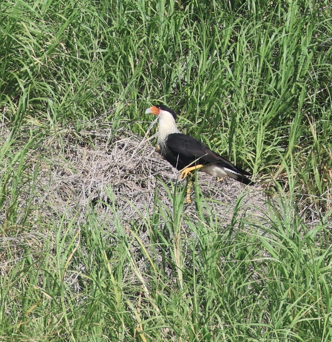 Crested Caracara (Northern) - ML640833631