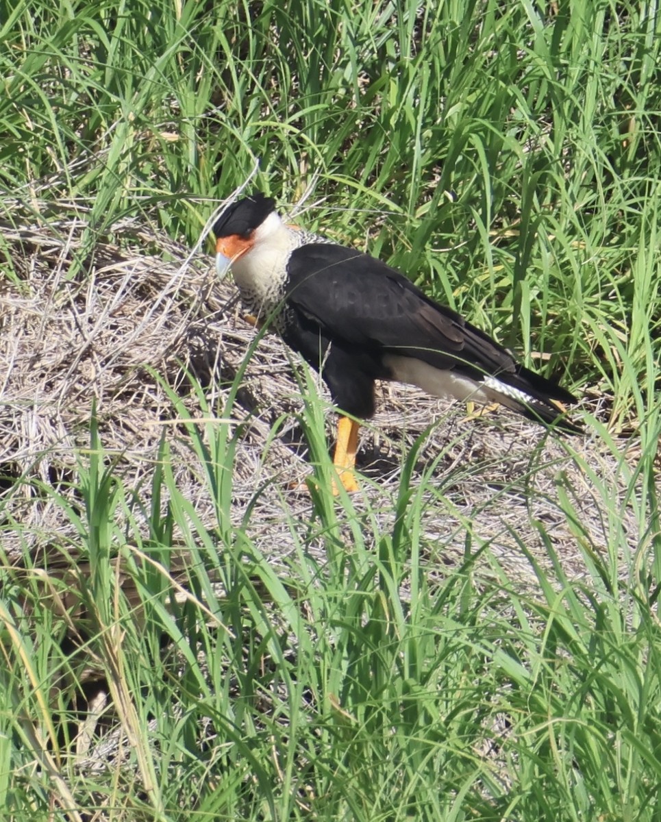 Crested Caracara (Northern) - ML640833632