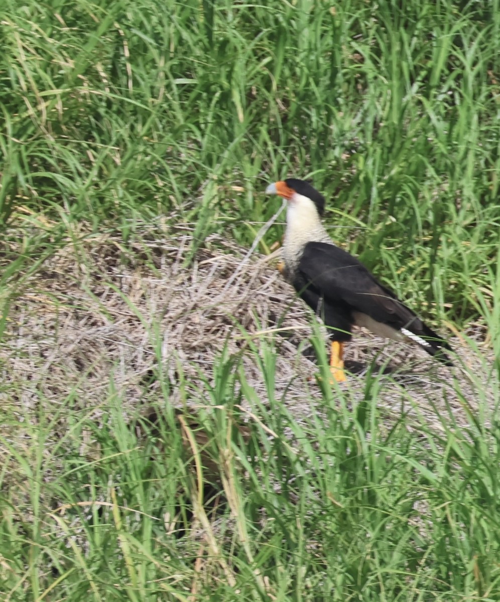 Crested Caracara (Northern) - ML640833633