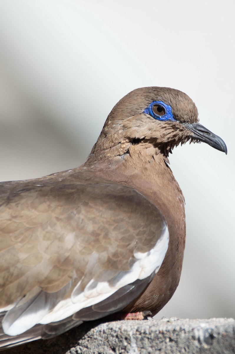 West Peruvian Dove - ML640833639