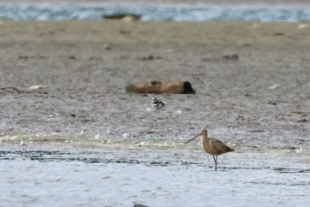 břehouš velký - ML640833657