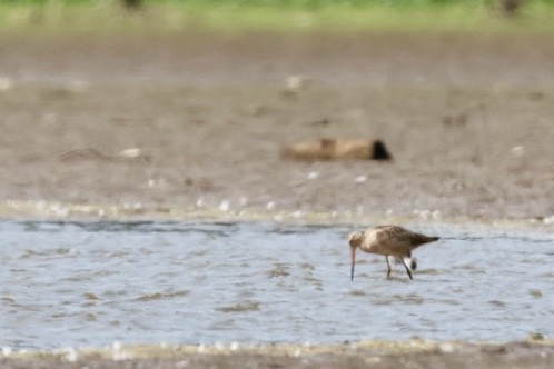 břehouš velký - ML640833658