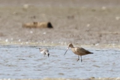 břehouš velký - ML640833659