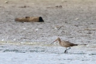 břehouš velký - ML640833660