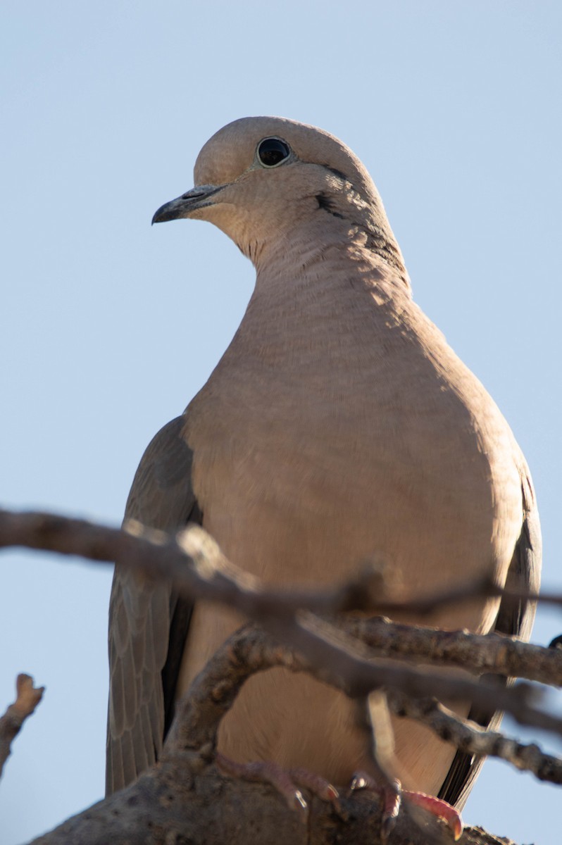 Eared Dove - ML640833661