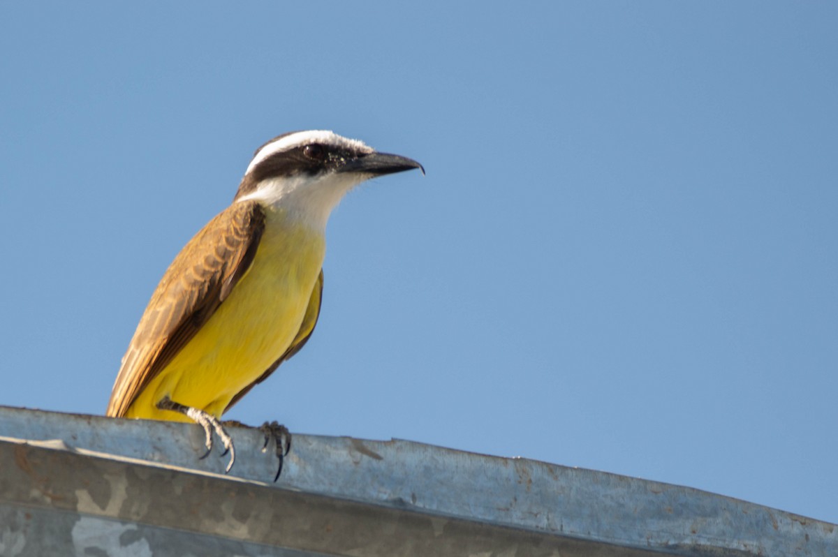Great Kiskadee - ML640833671
