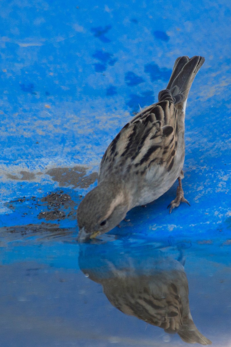 House Sparrow - ML640833678
